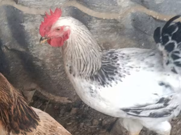 Chickens