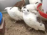 Quails — foto 2