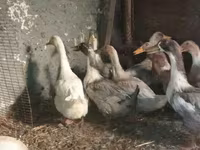 Domestic Muscovy — sawirka 2