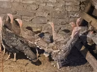 Turkeys — 照片 4