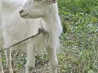 Koza, Orenburg goat — fotografija 2