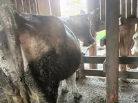 Vacă, Simmental cattle — foto 4