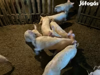 Locha, Świnie — zdjęcie 3