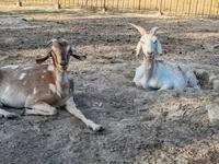 母山羊, Nubian Goat — 照片 5