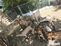 Kambing (lot, jantina tidak dinyatakan), Goats — foto 1