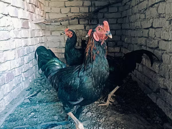 Chickens