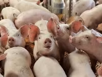 मादा सूअर, Ландрас — फ़ोटो 8