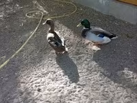 Ducks — 사진 5