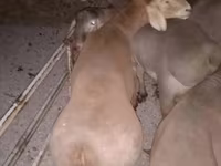 قوچ, Arashan sheep — عکس 7