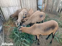 Biri-biri betina, Cameroon sheep — foto 1
