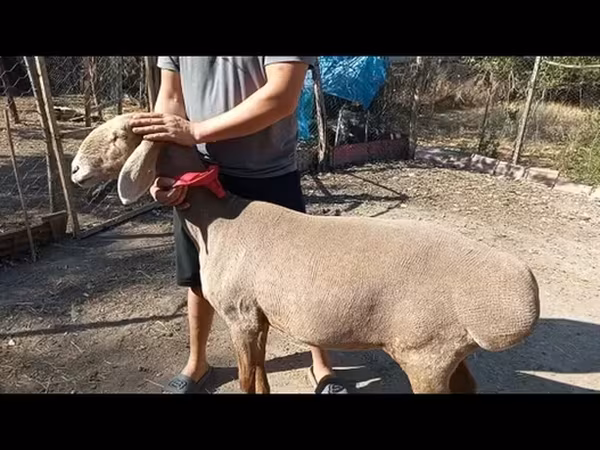 میش, Arashan sheep