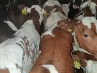Byk, Simmental cattle — zdjęcie 1