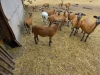 मेढ़ा, Cameroon sheep — फ़ोटो 2