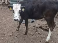วัวตัวเมีย, Russian Black pied cattle — รูปภาพ 2