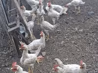 Chickens — foto 4