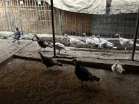 Turkeys — foto 1