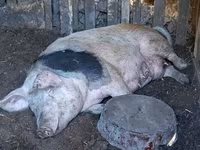 Sow, Pigs — photo 3