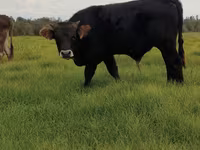 公牛, Aberdeen-Angus — 照片 1