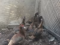 Ducks — عکس 1