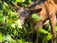 母山羊, Goats — 照片 2