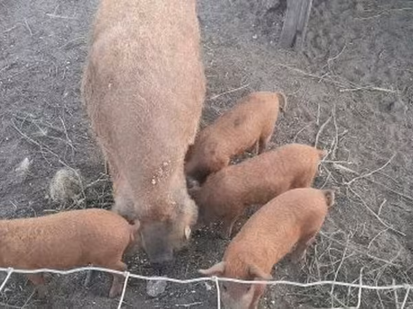 خوک ماده, Мангалица