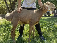 Vædder, Arashan sheep — foto 3