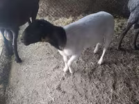 मेढ़ा, Dorper sheep — फ़ोटो 2