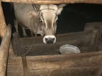 گاو ماده, گاو — عکس 4