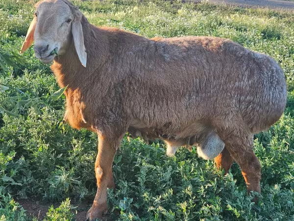 Cừu đực, Arashan sheep