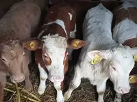 گاو نر, Simmental cattle — عکس 2