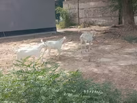 Capră, Capre — foto 6