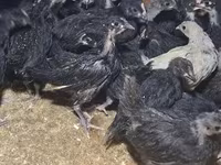 Australorp — 4. fotó