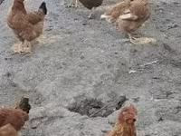 ไก่เดนมาร์ก — รูปภาพ 7