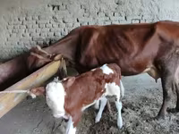 گاو ماده, آبرادین-آنگوس — عکس 4