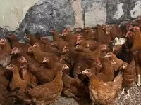 Chickens — zdjęcie 1
