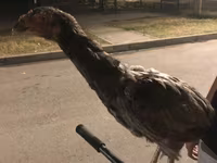 Chickens — عکس 2