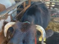 Lembu betina, Cattle — foto 3