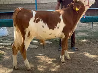 Býk, Simmental cattle — foto 1