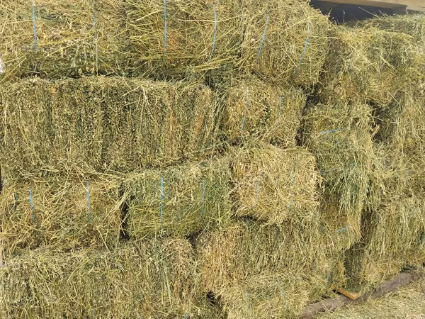 Lucernă foarte bună