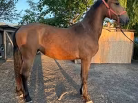 Merrie, Paarden — foto 1