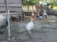 Chickens — 照片 5