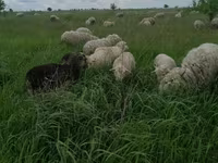 मेढ़ा, Merino sheep — फ़ोटो 2