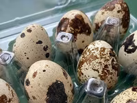 Quails — zdjęcie 1