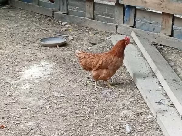 Chickens
