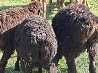 የጎትት አውራ በግ, Sheep — ፎቶ 3