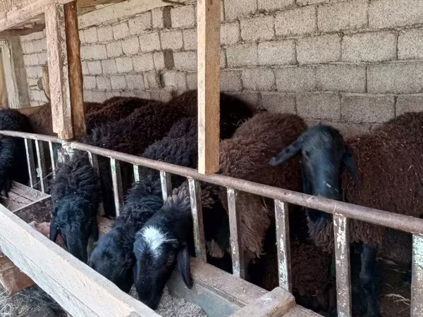 Vædder, Blackheaded Persian sheep