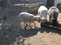 Baran, Merino sheep — zdjęcie 1