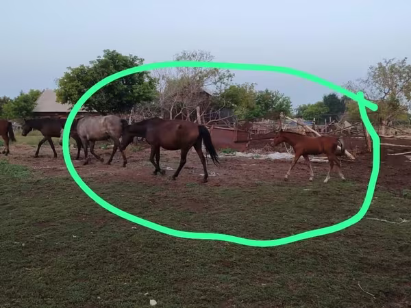 Jument, Chevaux