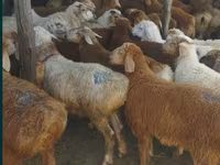 مینڈھا, بھیڑیں — تصویر 7