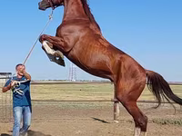 Pastuv, Thoroughbred horse — fotografija 6